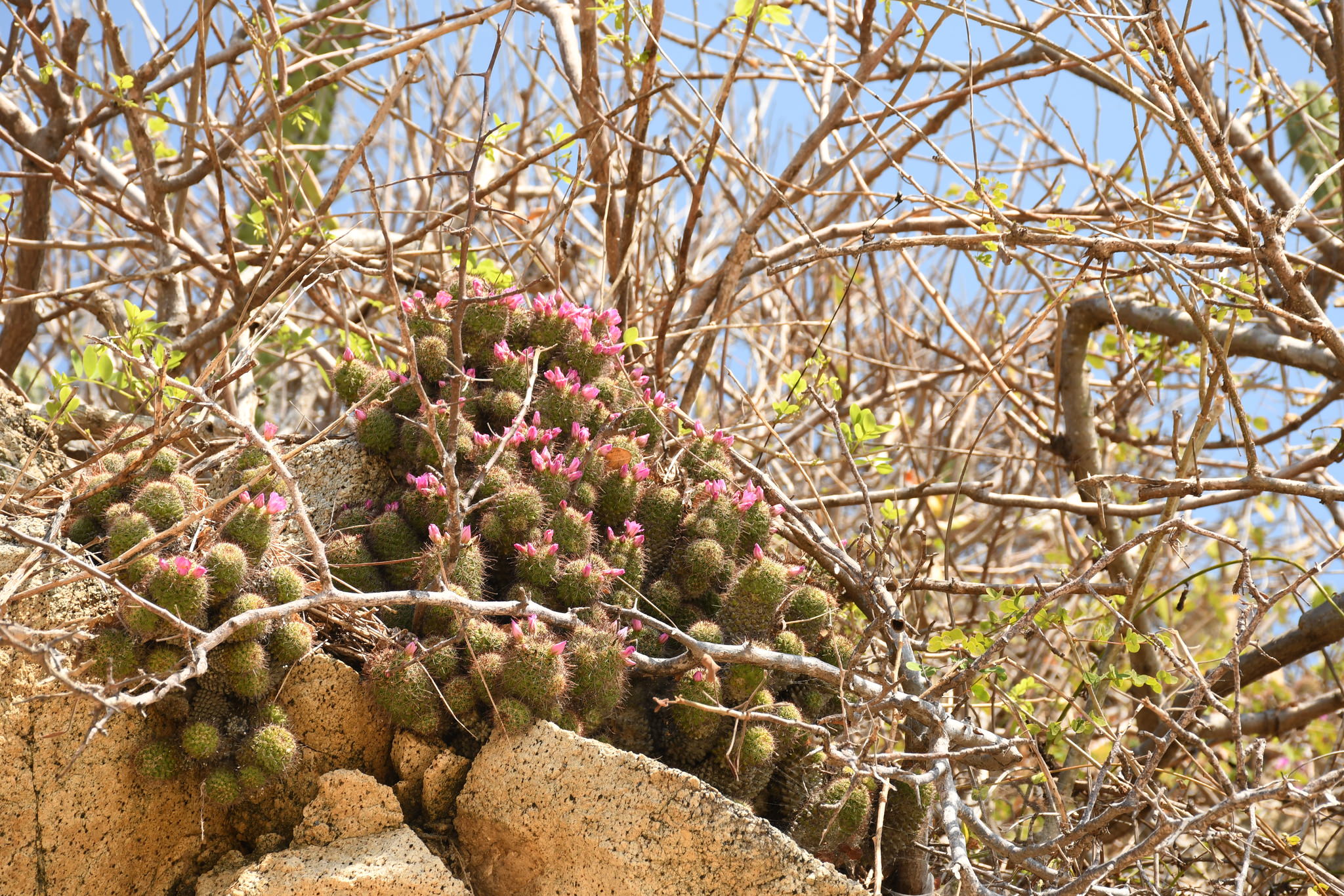 Mammillaria mazatlanensis ssp. patonii